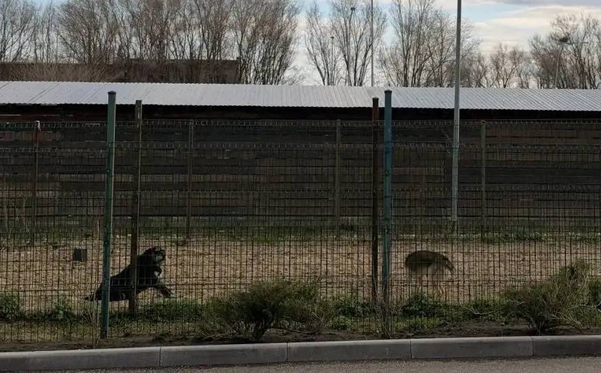 Саратовцы более 600 раз пожаловались на бродячих собак с начала года